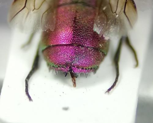 Chrysis sexdentata
